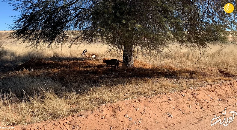 (ویدئو) (ویدئو)